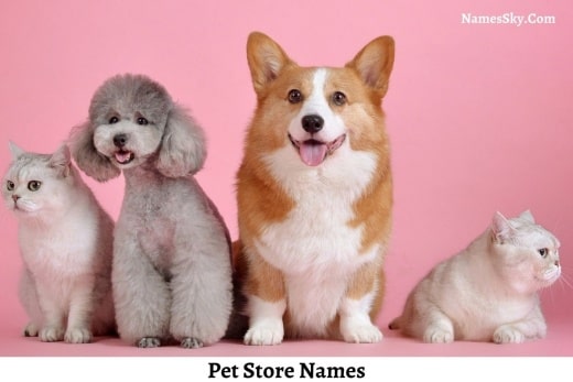 pet-store-names-ideas-list-and-suggestions-also-2022