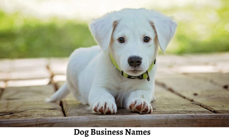 dog-business-names-413-funny-name-for-dog-business