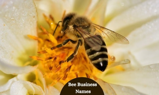 Bee Business Names