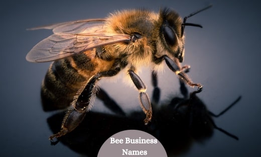 Bee Business Names1