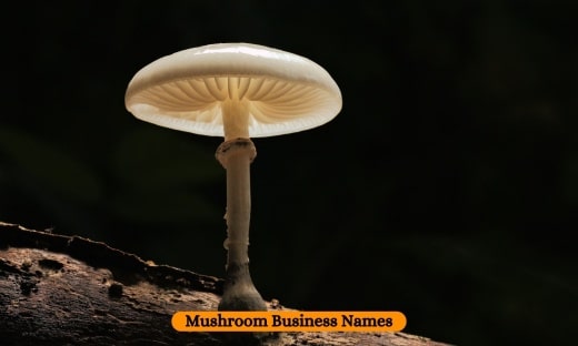 Mushroom Business Names1