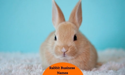 Rabbit Business Names